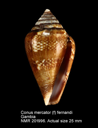 Conus mercator (f) fernandi.jpg - Conus mercator (f) fernandi (Petuch & Berschauer,2018)